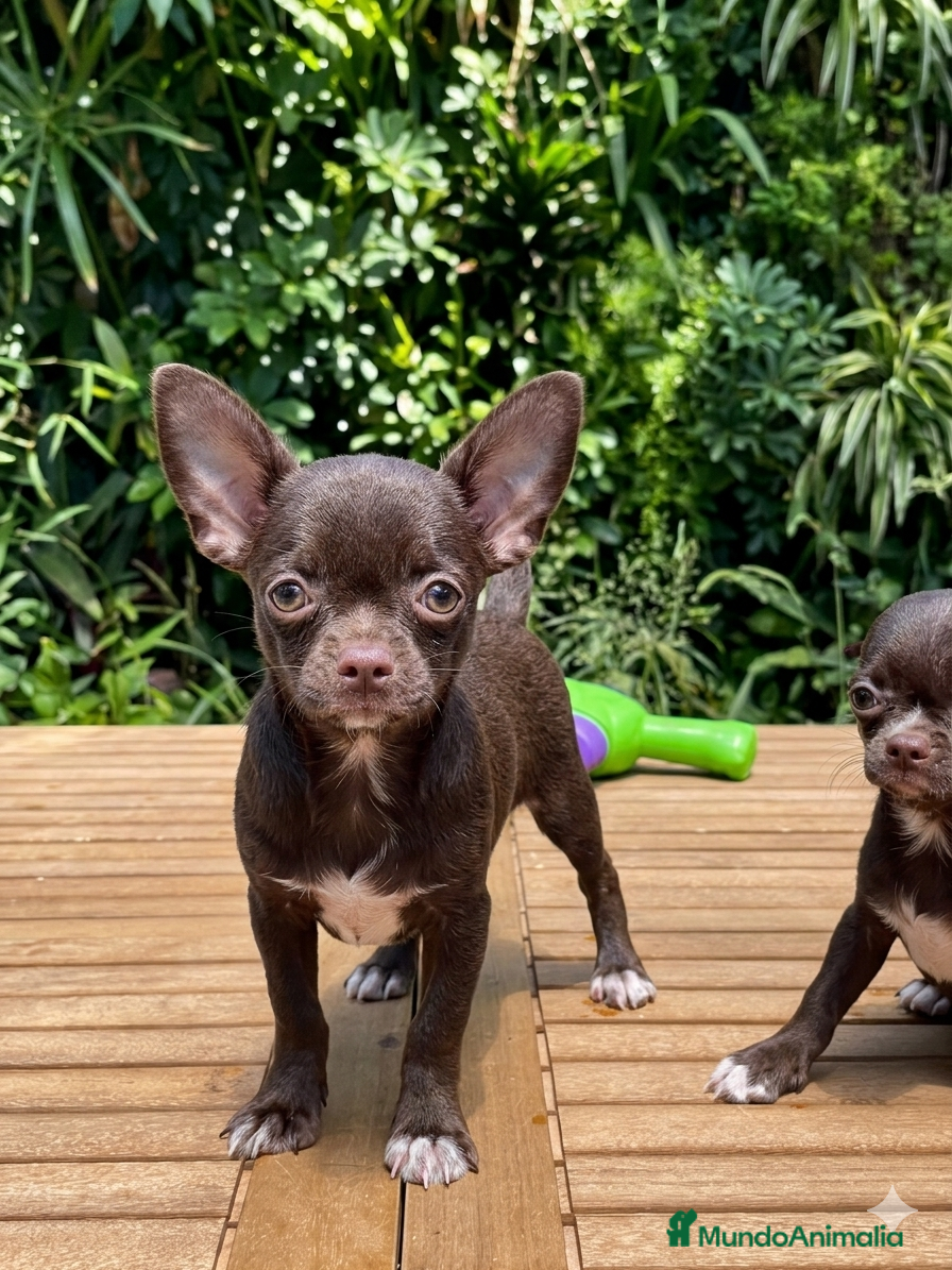 Chihuahua perros Chihuahua chocolate  - Anuncio 5