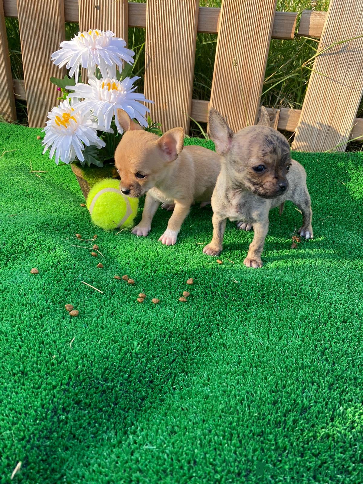 Chihuahua perros CHIHUAHUA - Anuncio 3