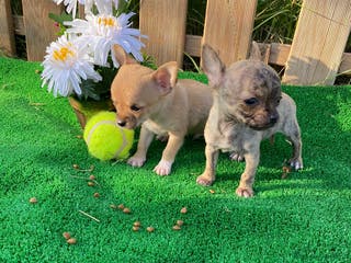 Chihuahua perros CHIHUAHUA - Anuncio 11