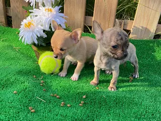 Chihuahua perros CHIHUAHUA - Anuncio 32