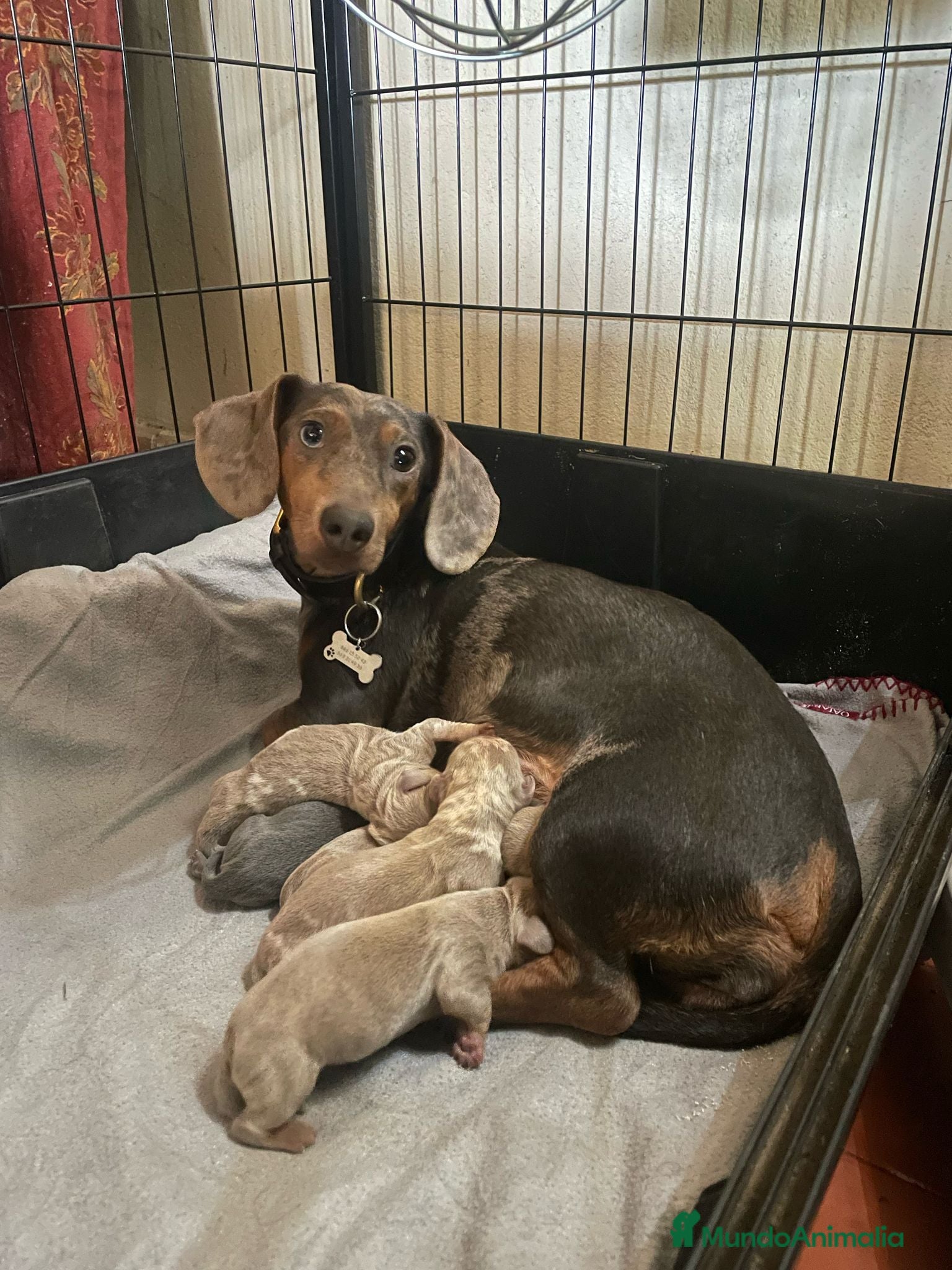 Teckel Miniatura perros Camada de Teckel miniatura en Granada - Anuncio 28