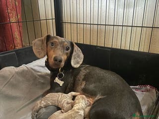 Teckel Miniatura perros Camada de Teckel miniatura en Granada - Anuncio 2