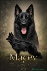 Macey