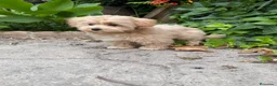 Maltipoo perros en venta: Maltipoo preciosa lista para entregar!!! - Anuncio 3