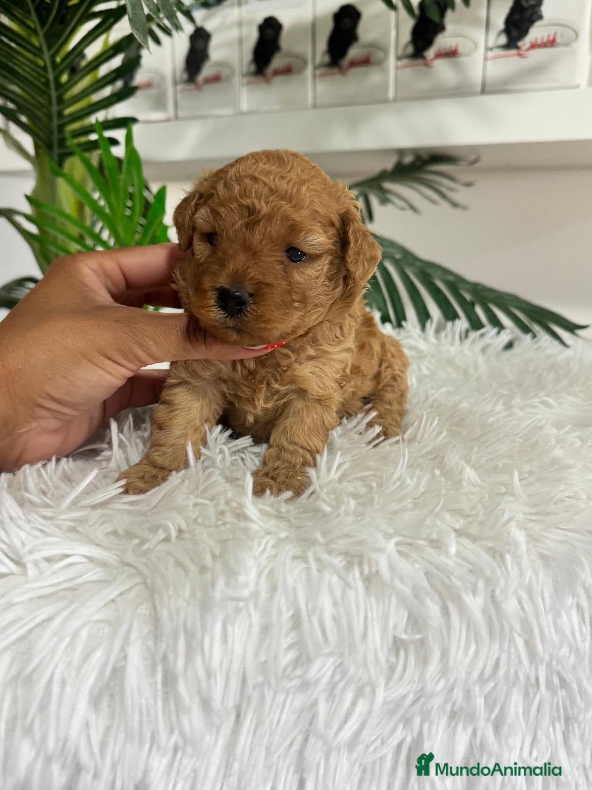 Caniche Toy perros CANICHE TOY HEMBRAS 🎀 - Anuncio 35