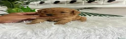Caniche Toy perros en venta: CANICHE TOY HEMBRAS 🎀 - Anuncio 17