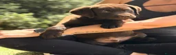 Labrador Retriever perros en venta: Labrador chocolate  - Anuncio 3