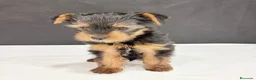 Yorkshire Terrier perros en venta: Yorkshire terrier toy  - Anuncio 9