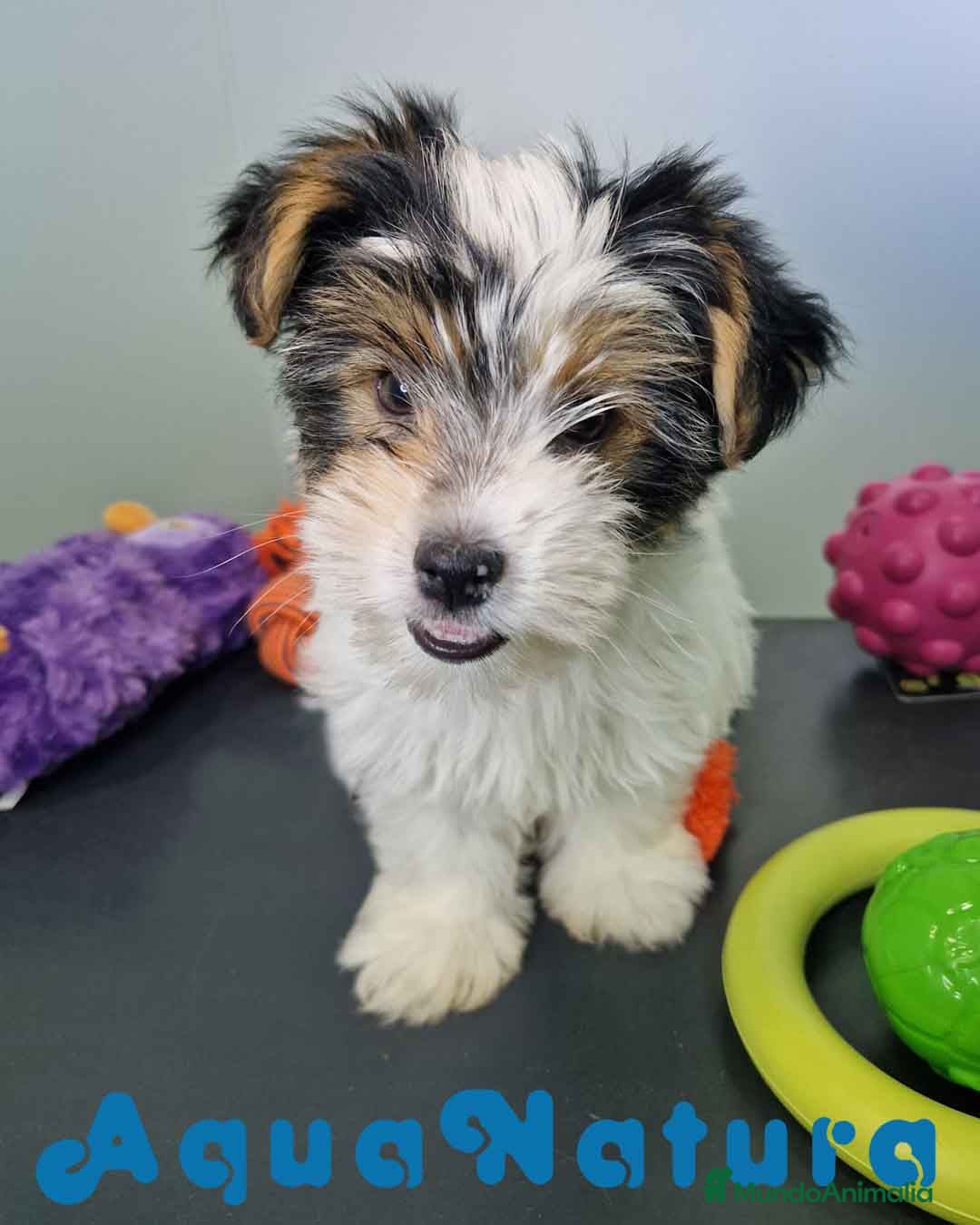 Biewer Yorkshire Terrier a la Pom Pon perros en venta: Yorkshire Biewer Hembra CJMM 1764 AQUANATURA - Imagen 3
