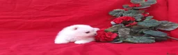 Pomerania perros en venta: IMPRESIONANTES POMERANIA MACHOS Y HEMBRAS  - Anuncio 34