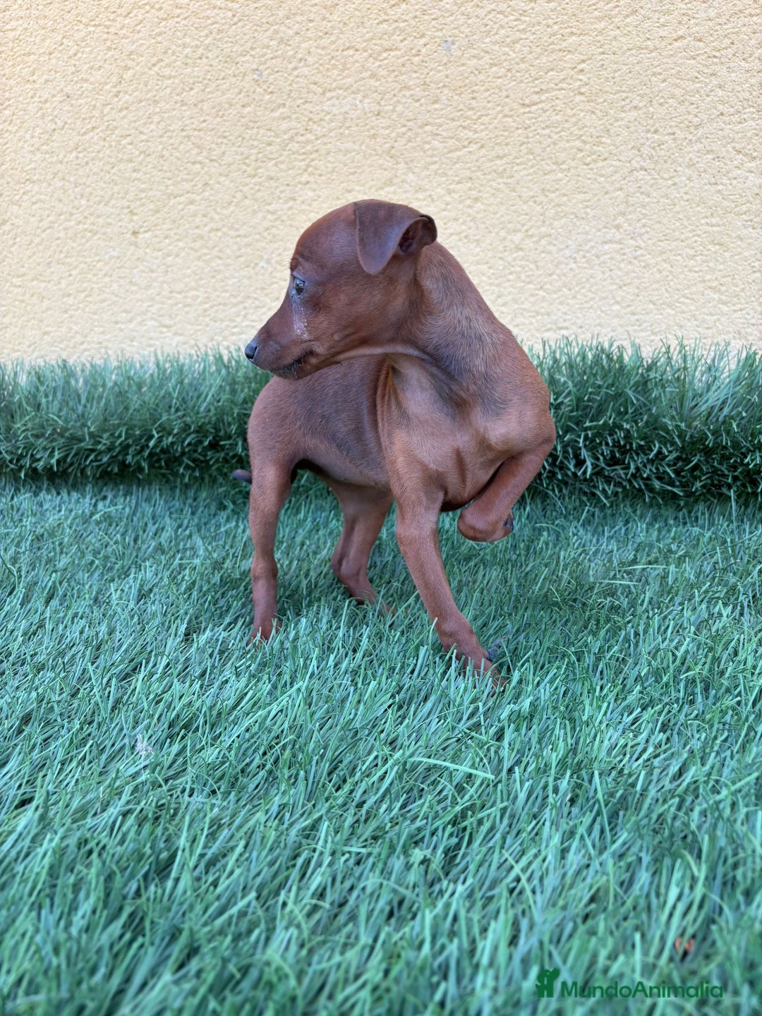 Pinscher Miniatura perros en venta: Machos y hembras Pinscher miniatura toy  - Imagen 16