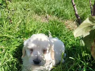 Golden Retriever perros Espectacular camada de golden retriever en Córdoba - Anuncio 1