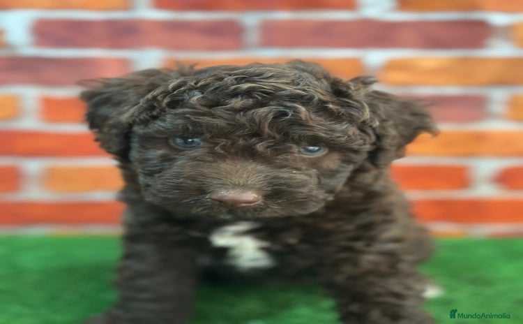 Perro de Agua Español perros Perro de agua  - Anuncio 14