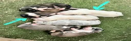 Pastor de Asia Central perros en venta: Cachorros Alabai  - Anuncio 3