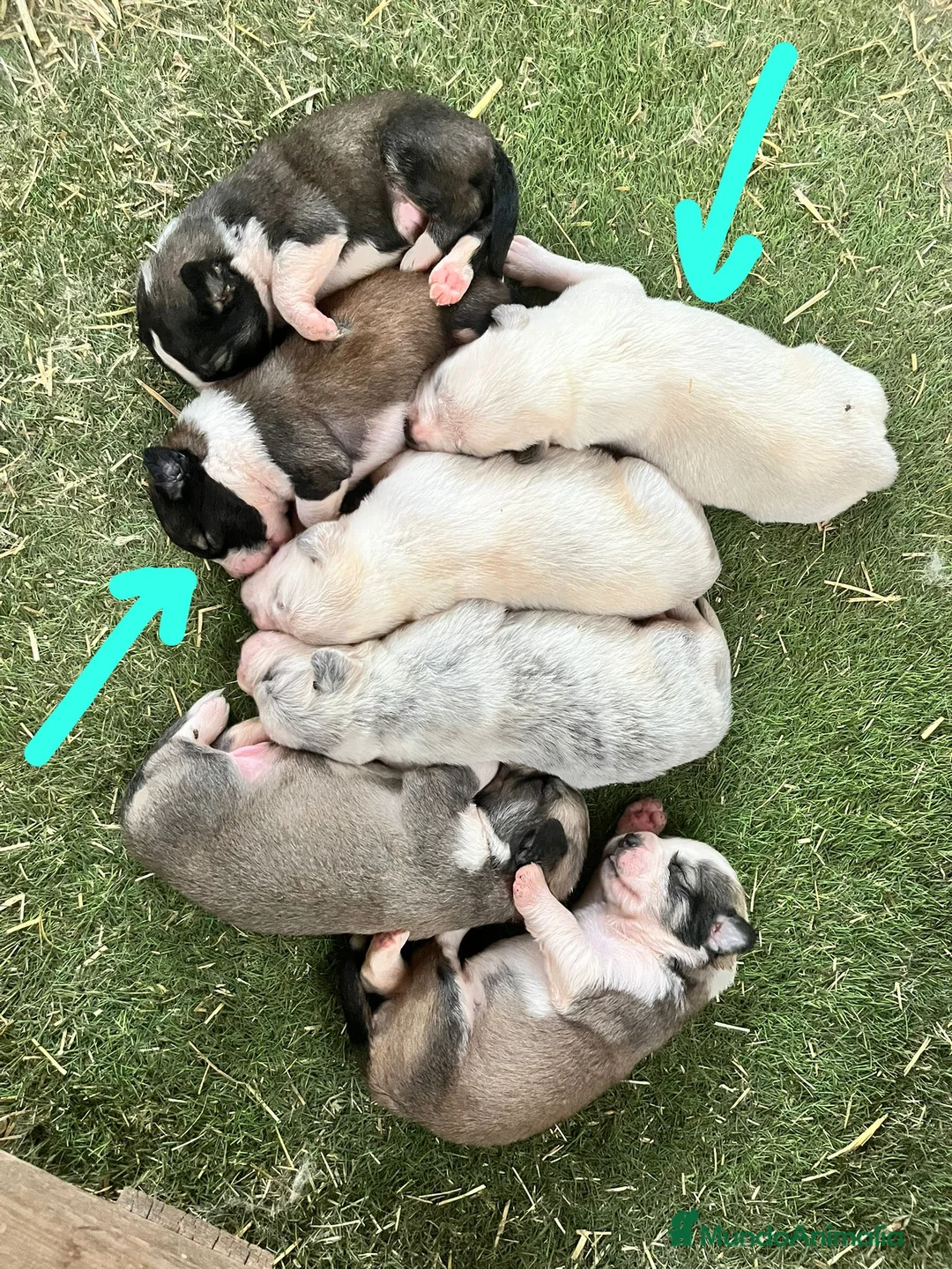 Pastor de Asia Central perros en venta: Cachorros Alabai  - Anuncio 3
