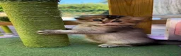 Británico de Pelo Corto gatos en venta: Gatitos británicos  - Anuncio 3