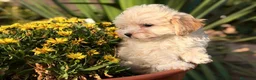 Maltipoo perros en venta: Maltipoo Hembra disponible  - Anuncio 5