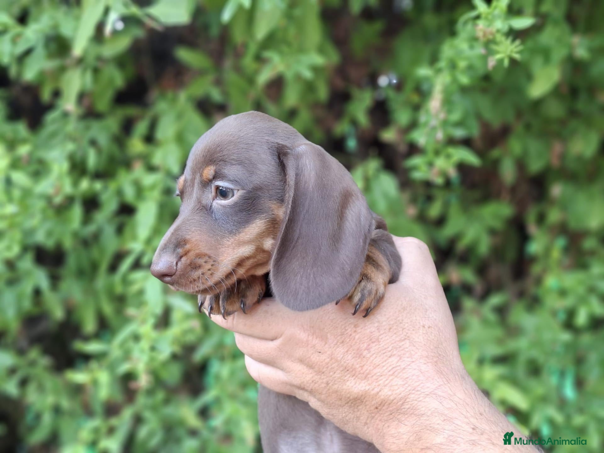 Teckel Miniatura perros TECKEL MINI - Anuncio 1