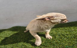 Chihuahua perros en venta: Chihuahua toy - Imagen 2