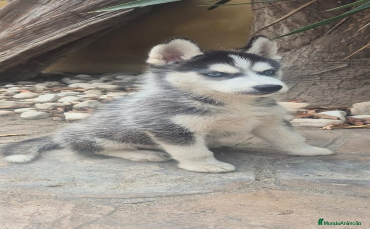 Husky Siberiano perros - Anuncio 6