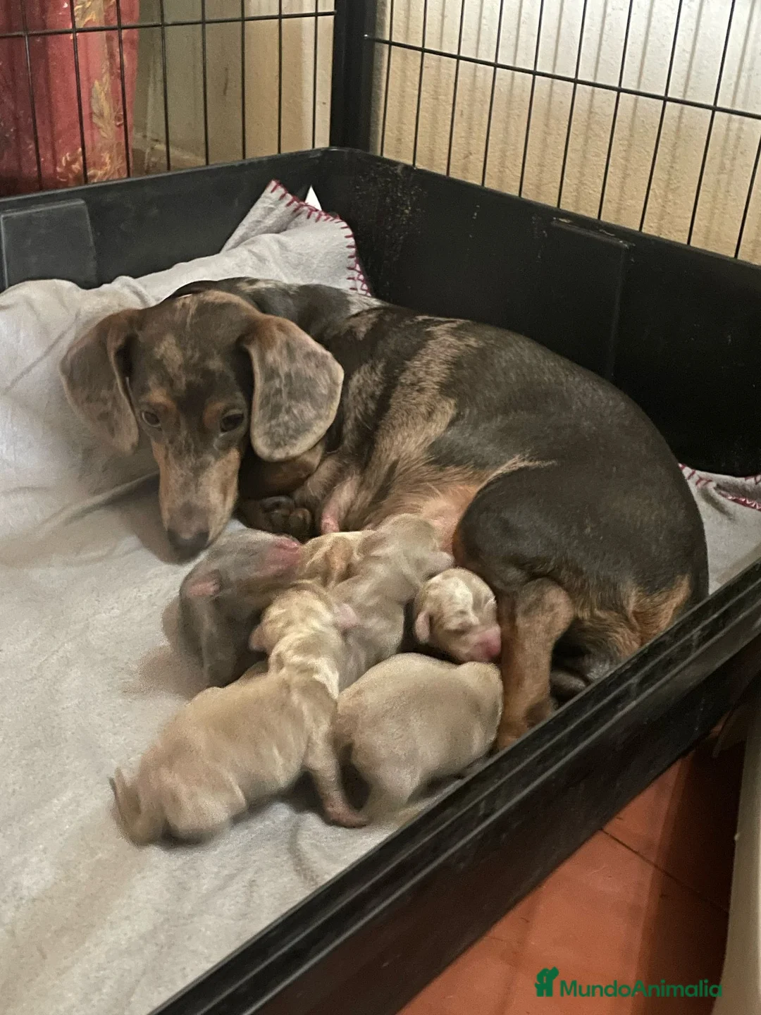 Teckel Miniatura perros en venta: Camada de Teckel miniatura en Granada - Anuncio 3