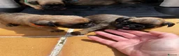 Petit Brabançon perros en venta: Petit Brabançon  - Anuncio 5