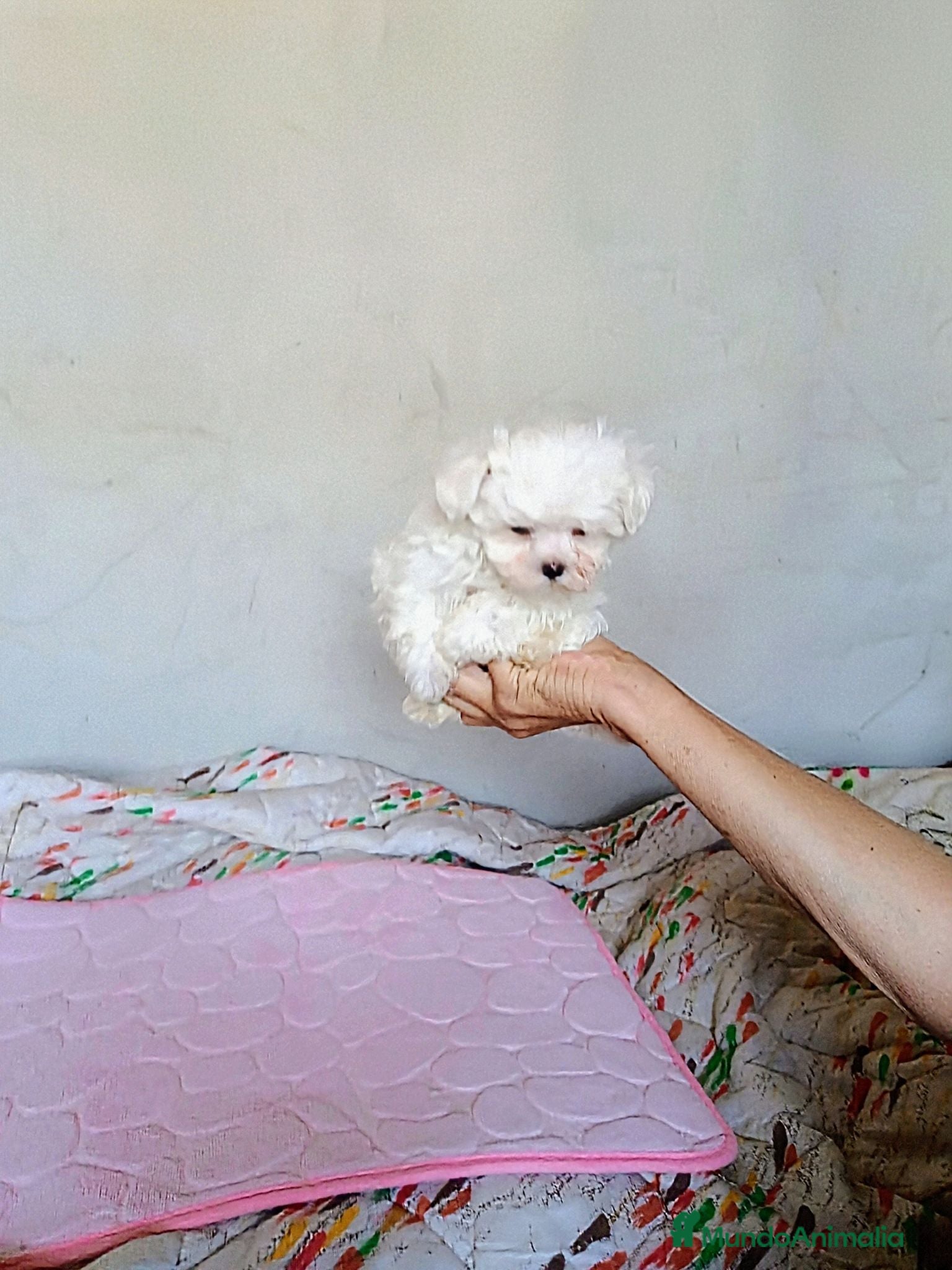 Bichón Maltés perros BICHÓN MALTÉS  - Anuncio 27
