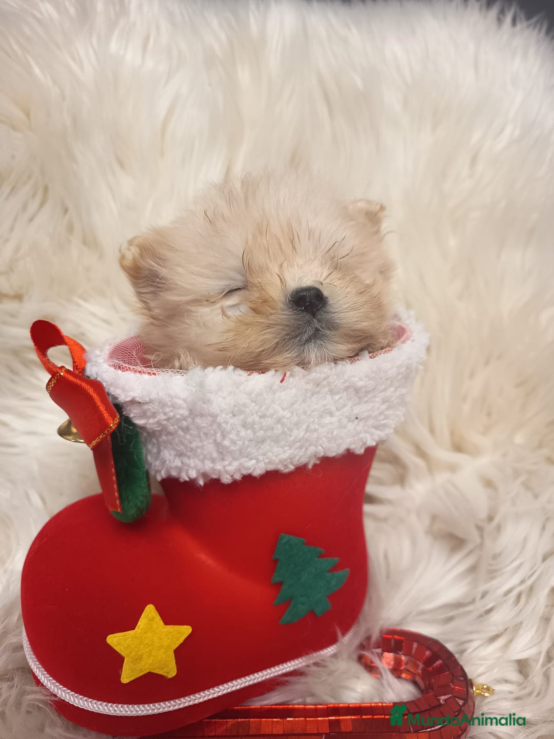 Bichón Habanero perros en venta: Bichón Habanero - Anuncio 3