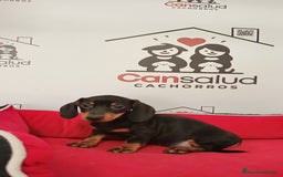 Teckel perros en venta: Teckel kanichen - Imagen 2