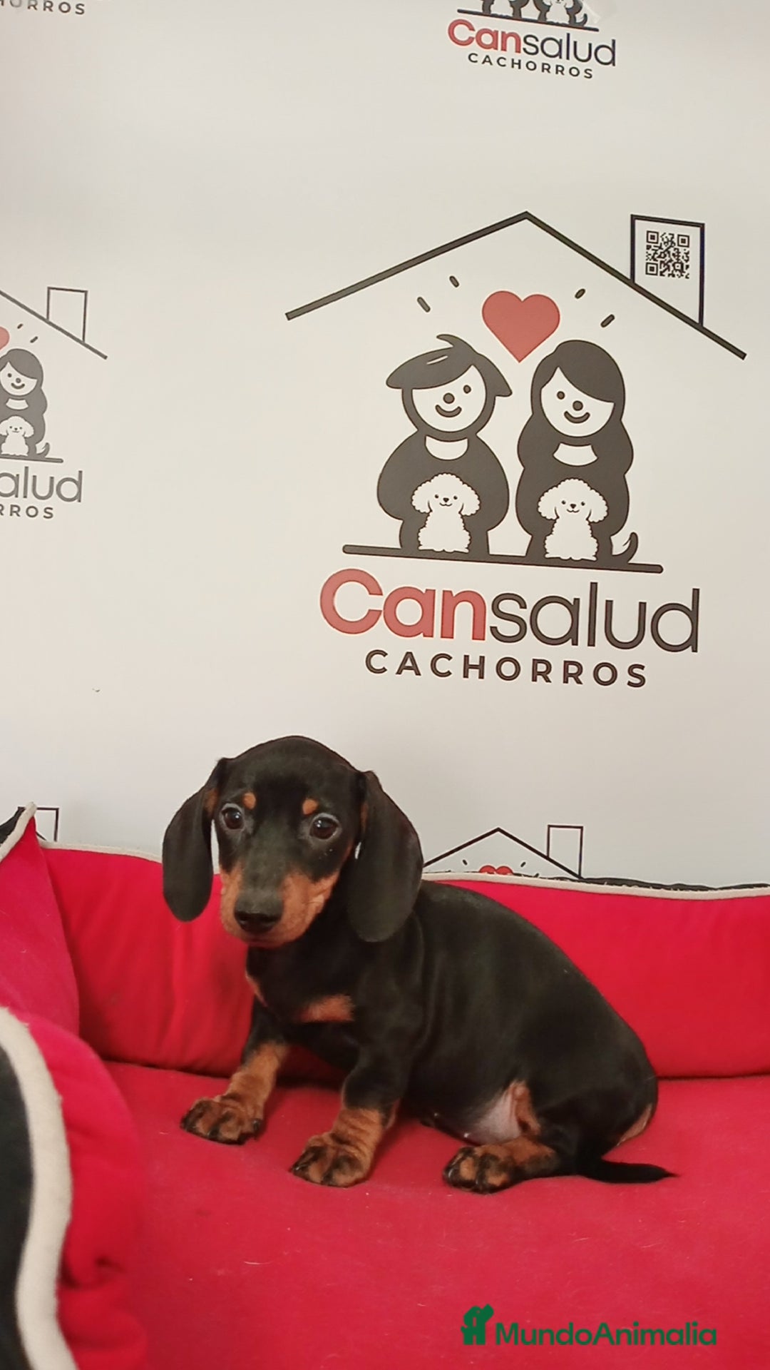 Teckel perros en venta: Teckel kanichen - Imagen 2