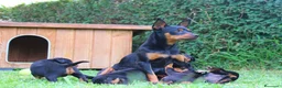 Pinscher Miniatura perros en venta: CACHORROS MINI PINSCHER DISPONIBLES - Anuncio 1