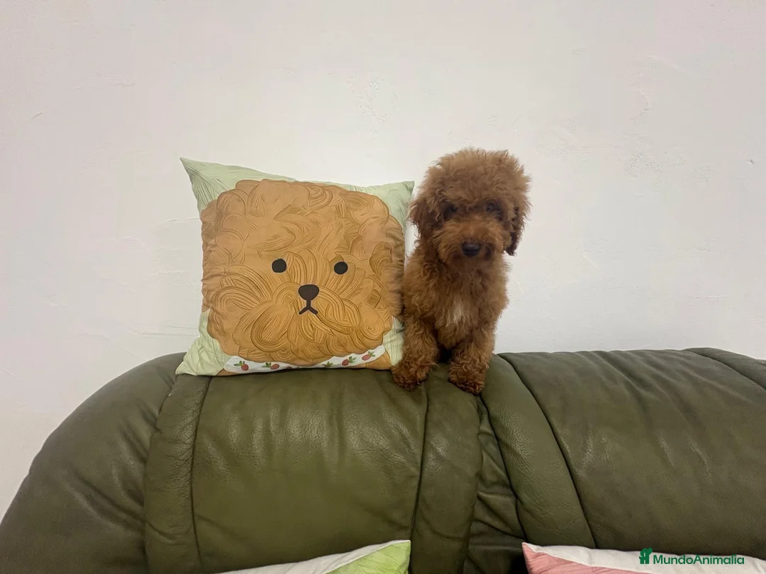 Caniche Toy perros en venta: CANICHE - Anuncio 2