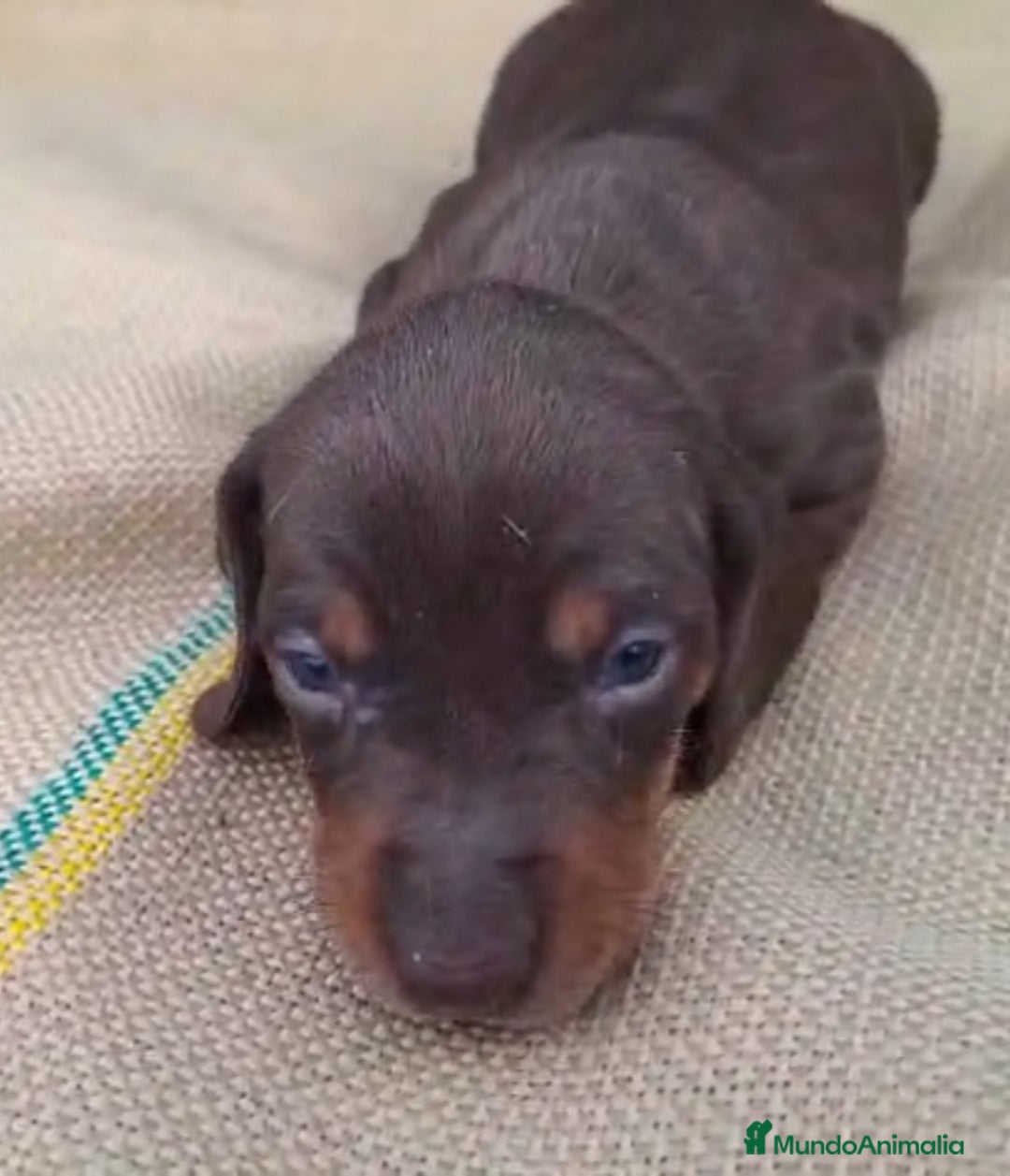 Teckel perros en venta: Teckel Mini - Anuncio 6