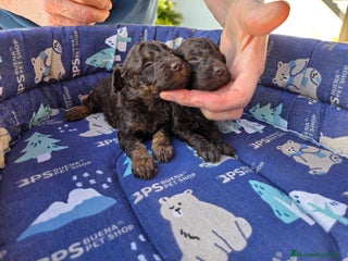 Caniche Toy perros Caniches toy chocolate - Anuncio 1