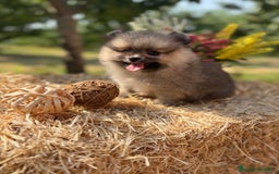 Pomerania perros en venta: Pomerania macho color sable disponible  - Imagen 3