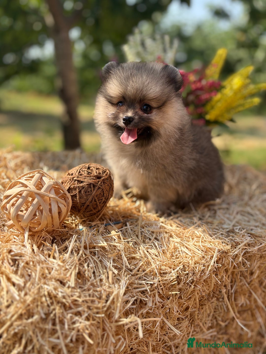 Pomerania perros en venta: Pomerania macho color sable disponible  - Imagen 3