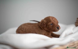 Caniche Toy perros en venta: Caniche toy - Imagen 3