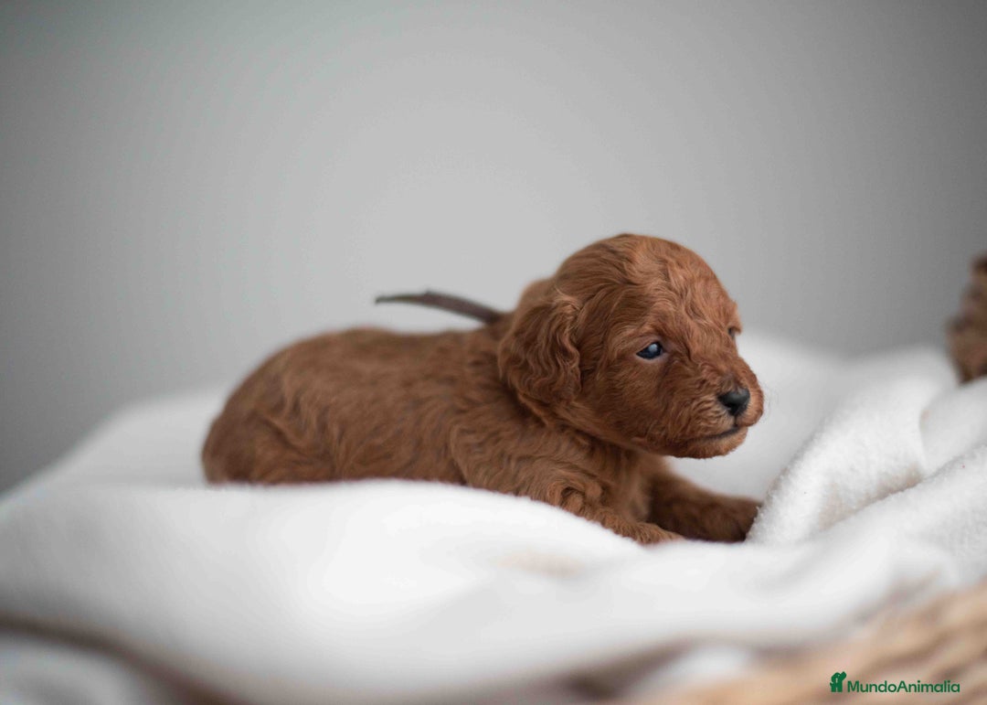 Caniche Toy perros en venta: Caniche toy - Imagen 3