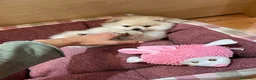 Pomerania perros en venta: Lulú de Pomerania  - Anuncio 3
