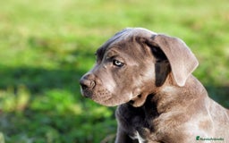 Cane Corso perros en venta: Preciosos cachorros de Cane corso - Anuncio 2