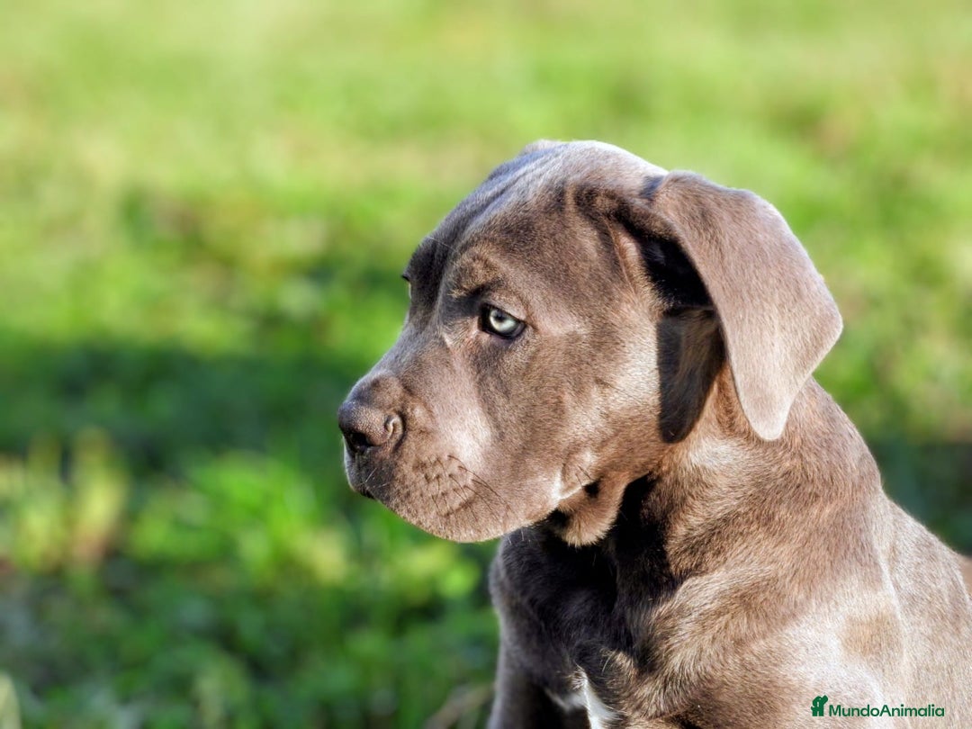 Cane Corso perros en venta: Preciosos cachorros de Cane corso - Anuncio 2