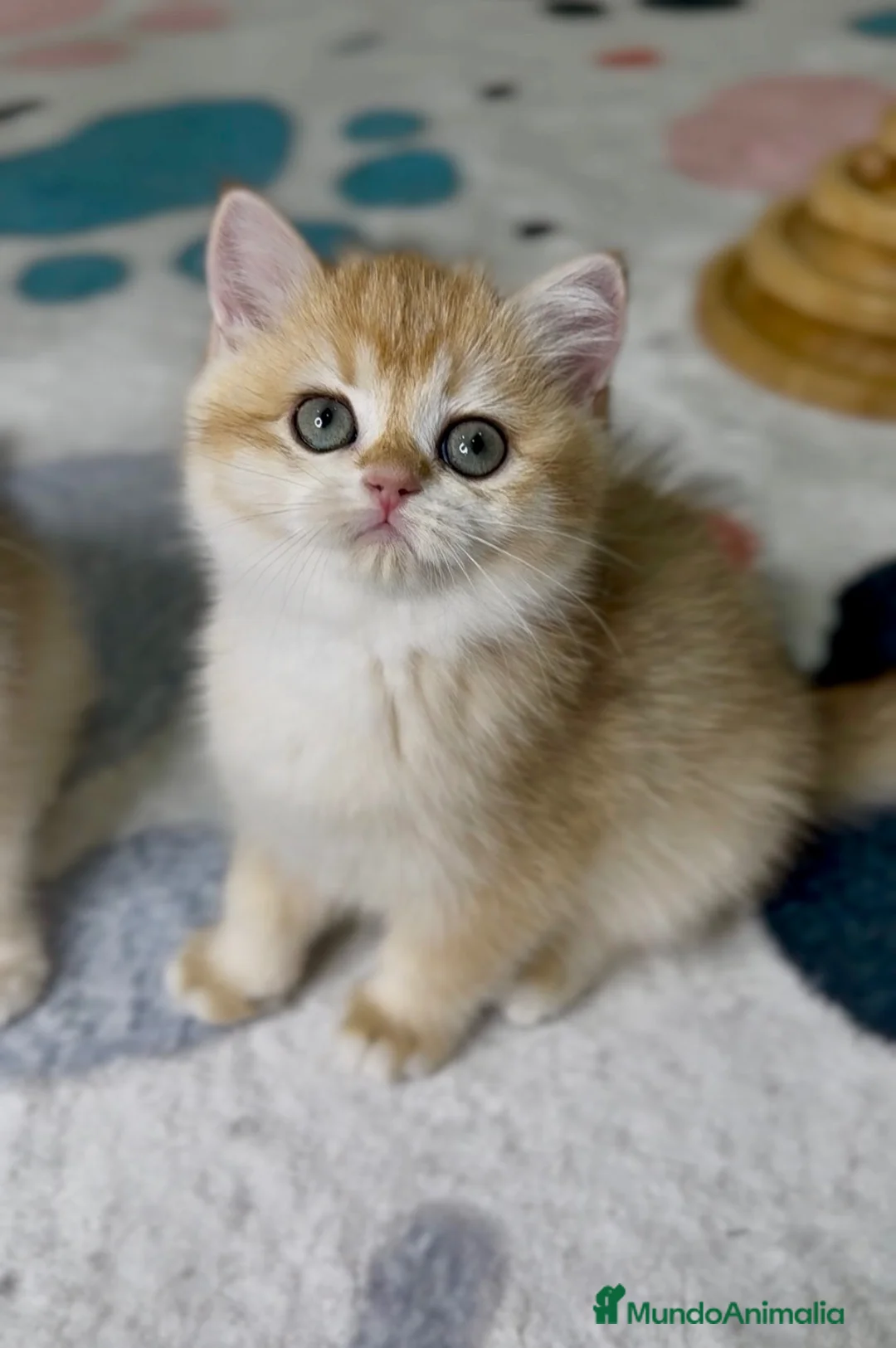 Británico de Pelo Corto gatos en venta: Camada H (2)  - Anuncio 2
