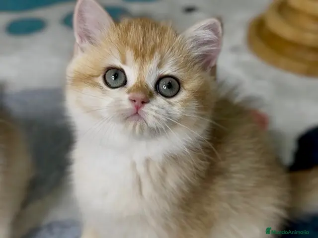 Británico de Pelo Corto gatos Camada H (2) - Anuncio 2