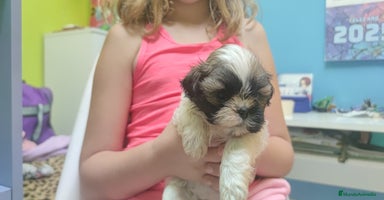 Shih Tzu perros - Anuncio 2
