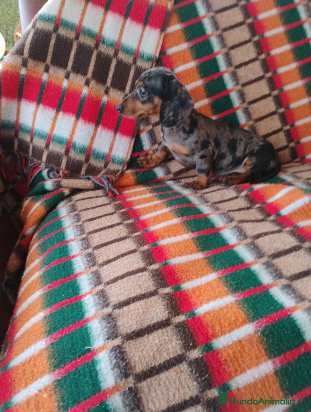 Teckel Miniatura perros en venta: Hembra teckel arlequín plata miniatura  - Anuncio 3