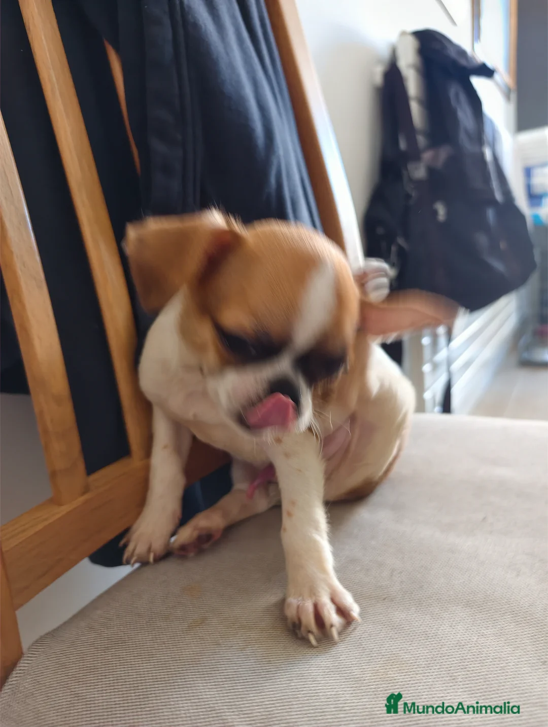 Chihuahua perros en venta: Chihuahua cabeza manzana  - Anuncio 2