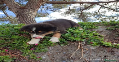 Pastor Australiano perros - Anuncio 1