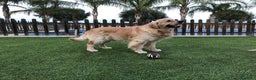 Golden Retriever perros en venta: Cachorros golden retriever con pedigree  - Anuncio 11