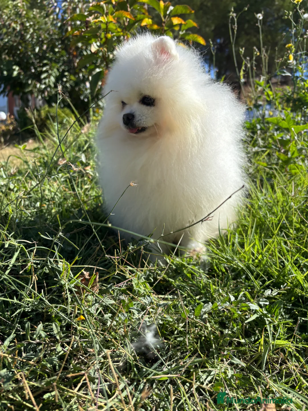 Pomerania perros en venta: Pomerania Toy hembra y macho  - Anuncio 1