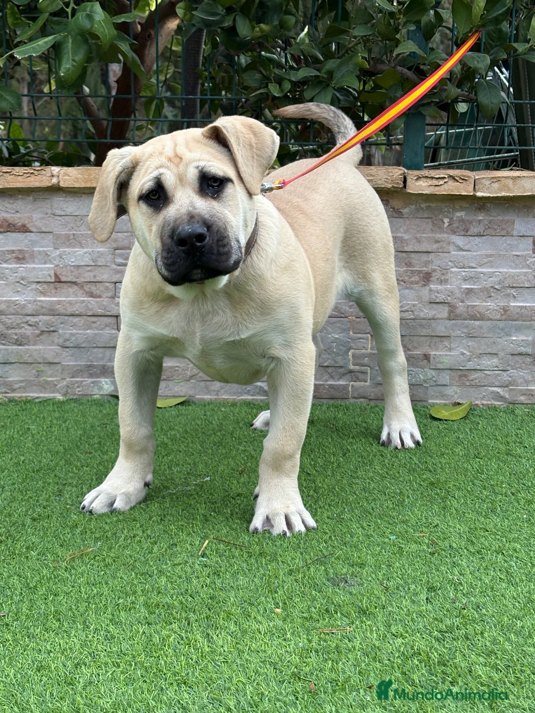 Presa Canario perros en venta: Cachorro presa canario  - Anuncio 2